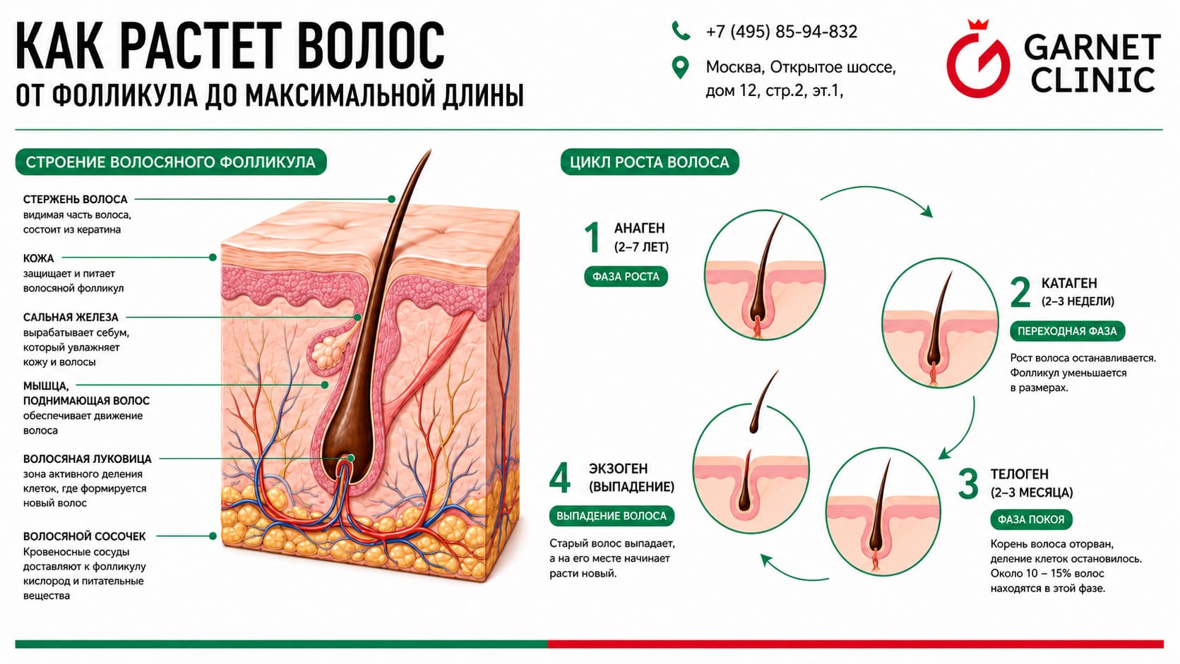 Как растет волос от фолликула до максимальной длины